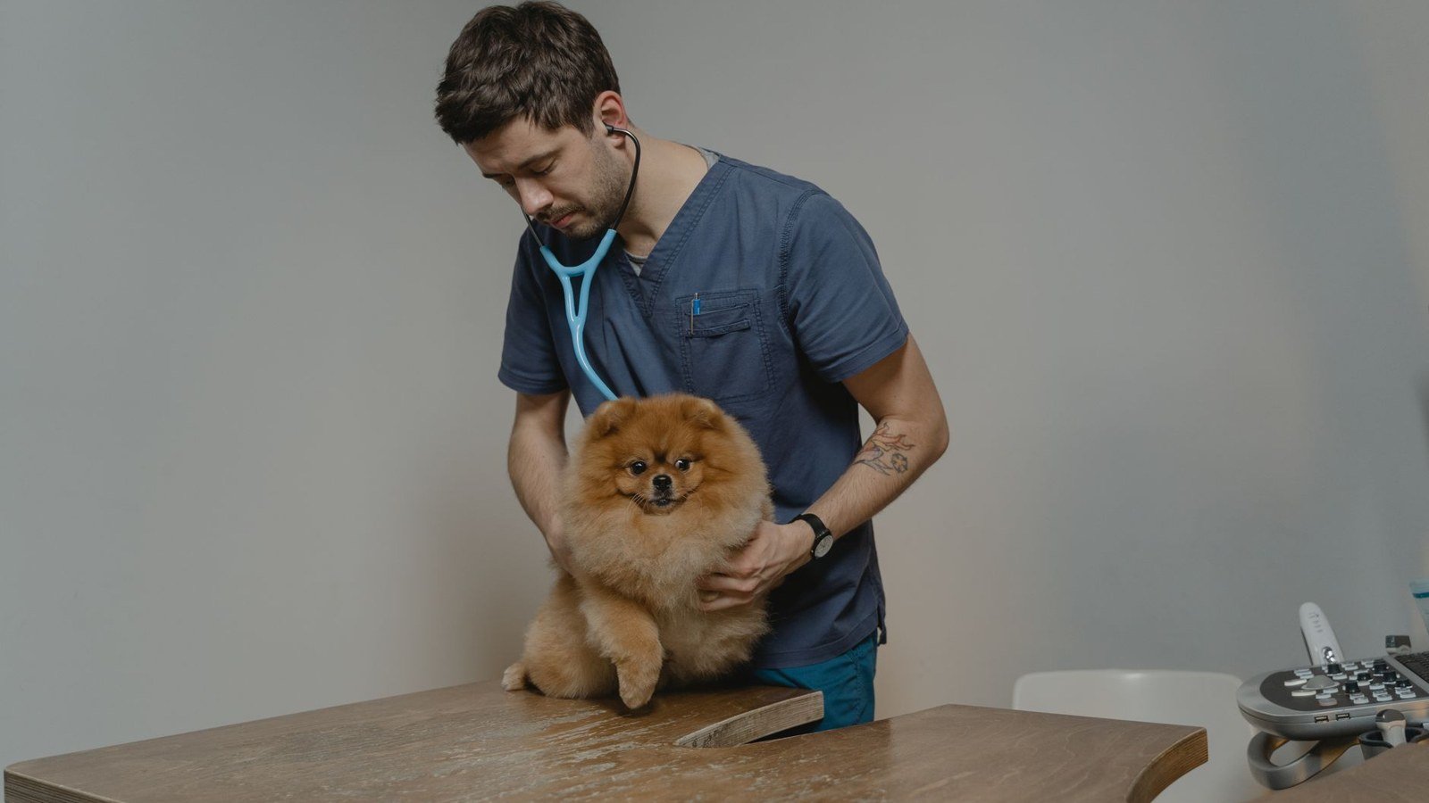 Veterinário examina com estetoscópio um cão da raça spitz alemão sobre a mesa de uma clínica, em foto de banco de imagens