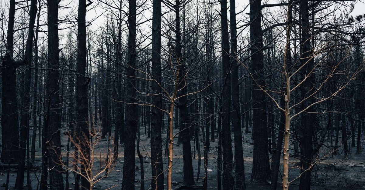 Floresta de árvores queimadas e sem folhas após incêndio, imagem ilustrativa