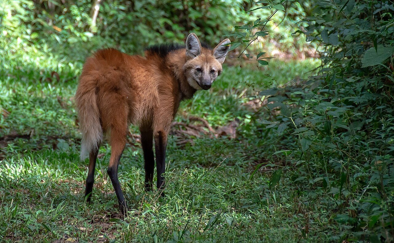 Lobo-guará de pelagem alaranjada e patas pretas olha para trás em área de mata (foto de arquivo)