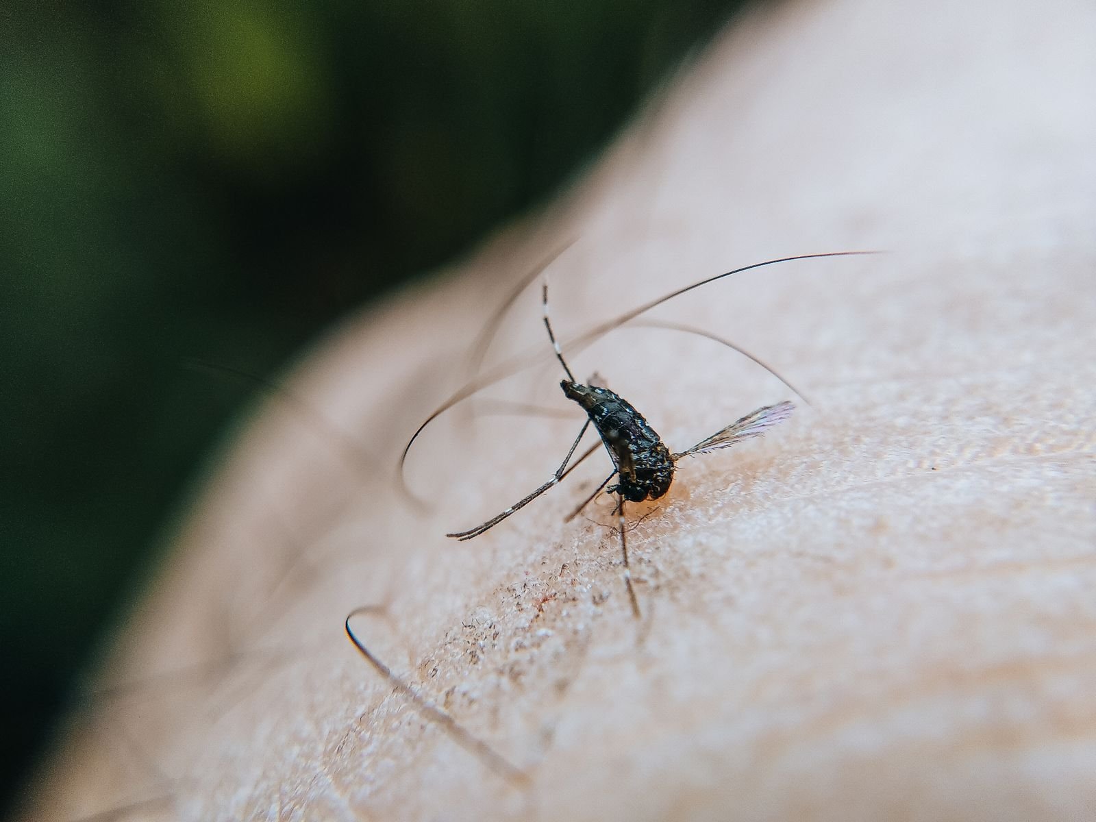 Mosquito pousado sobre a pele de um braço, em foto macro de banco de imagens